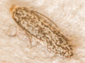 Trifurcula immundella